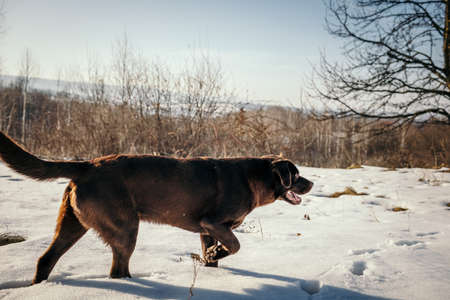 A dog walking in the snow a Labradorの写真素材