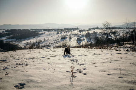 A man walking across a snow covered fieldの写真素材