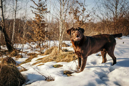 A dog standing on top of a snow covered fieldの写真素材