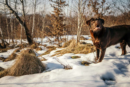 A dog standing on top of a snow covered fieldの写真素材