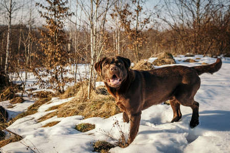 A dog that is covered in snow a Labradorの写真素材