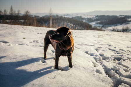 A dog standing in the snow a Labradorの写真素材