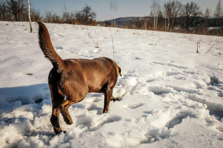A brown dog walking across a snow covered fieldの写真素材