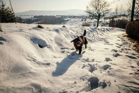 A dog that is covered in snow a Labradorの写真素材