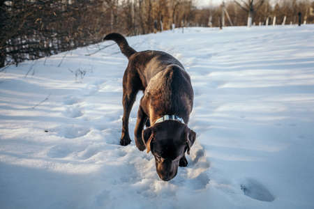 A dog that is standing in the snowの写真素材