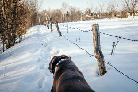 A dog sitting in the snow a Labradorの写真素材