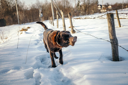 A dog that is covered in snow a Labradorの写真素材