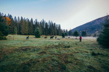 A herd of animals grazing on a lush green fieldの写真素材