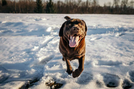 A dog that is covered in snow a Labrador