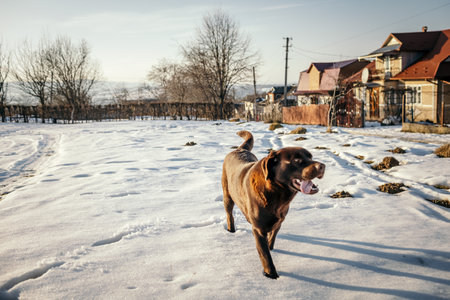 A dog walking in the snow a Labradorの写真素材