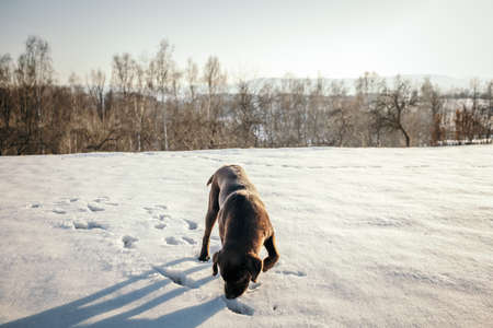 A brown bear walking across a snow covered fieldの写真素材