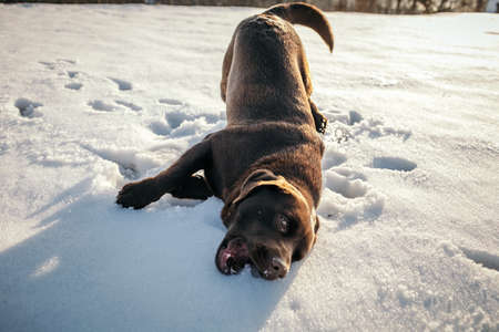 A large brown dog lying on the snow a Labrador