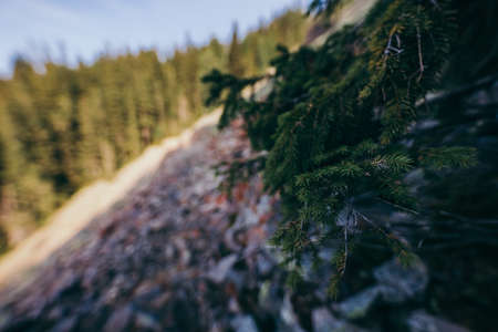 A blurry photo of a treeの写真素材