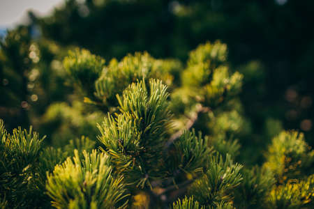 A close up of a flowerの写真素材
