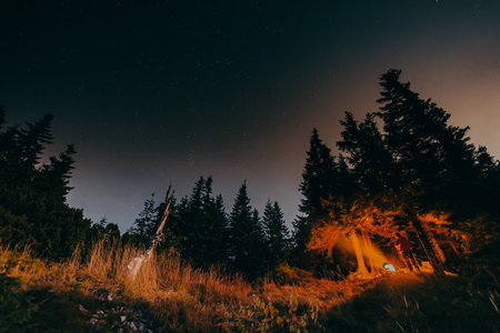 A tree in front of a sunsetの写真素材