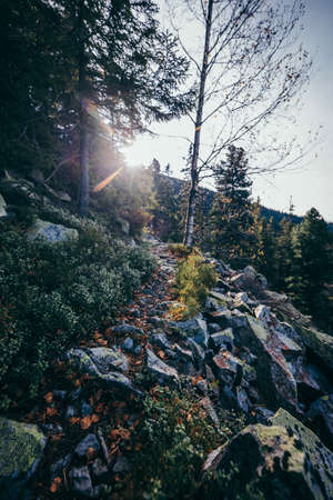 A group of people in a forestの写真素材