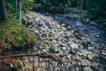 A close up of a rock next to a forest
