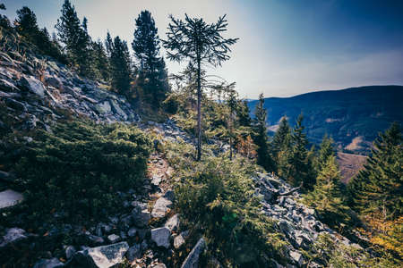 A tree with a mountain in the backgroundの写真素材