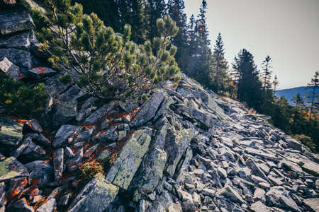 A tree with a mountain in the backgroundの写真素材