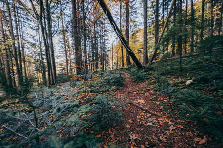A tree in a forest a mountainの写真素材