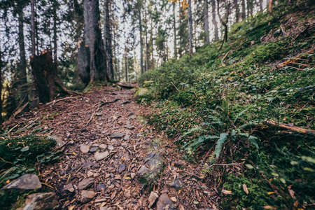 A tree in a forest a mountainの写真素材