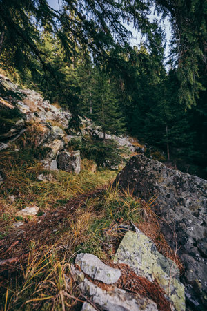 A close up of a rock next to a treeの写真素材