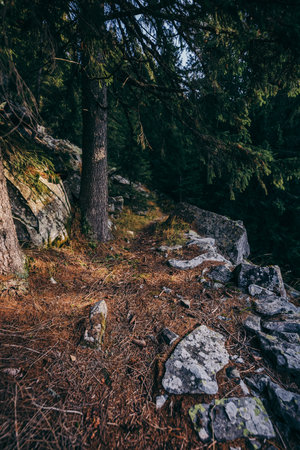 A close up of a rock next to a forestの写真素材