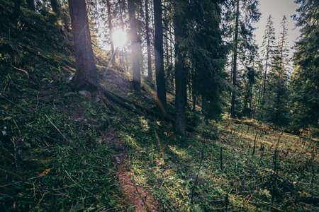A tree in a forestの写真素材