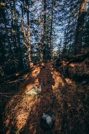 A tree in a forest
