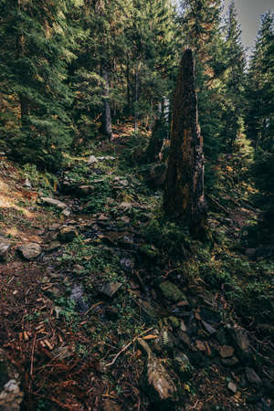 A tree in a forestの写真素材