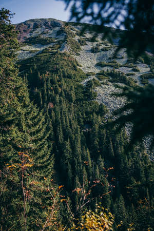A plant in a forestの写真素材