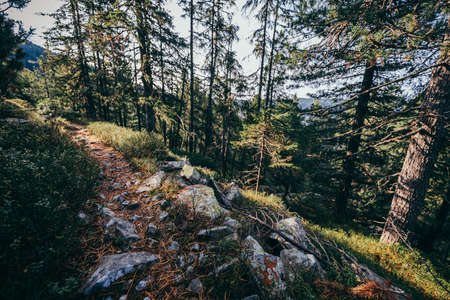 A tree in a forestの写真素材