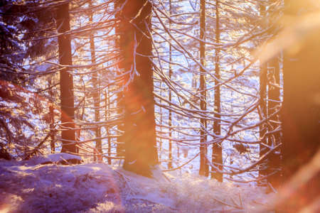 A tree with snow on the ground