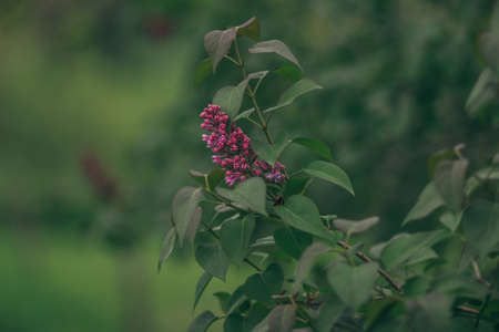 A close up of a flowerの写真素材