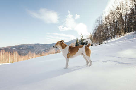 A dog walking in the snowの写真素材