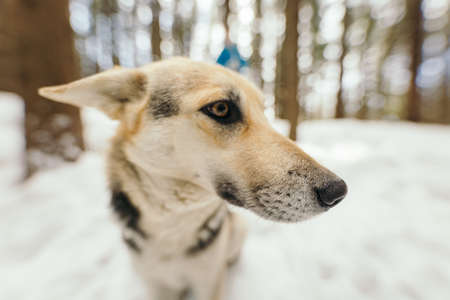 A close up of a dogの写真素材