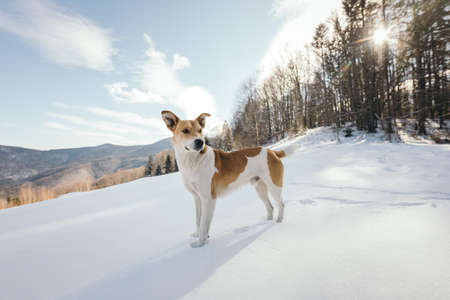 A dog that is standing in the snowの写真素材