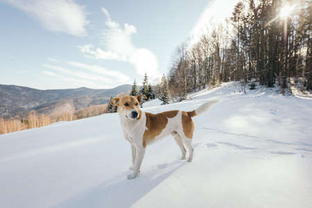 A dog that is standing in the snowの写真素材