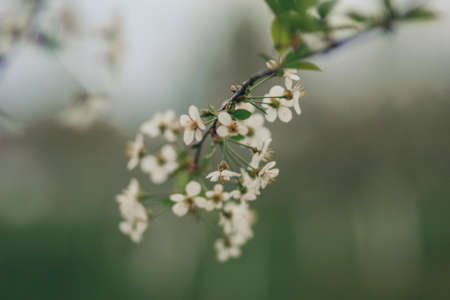 A close up of a flowerの写真素材
