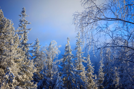 A tree in a forestの写真素材