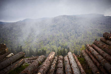 A bunch of sheep are stacked on top of a mountainの写真素材