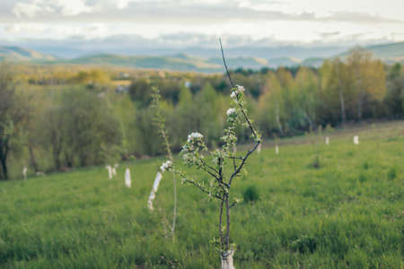 A close up of a lush green fieldの写真素材