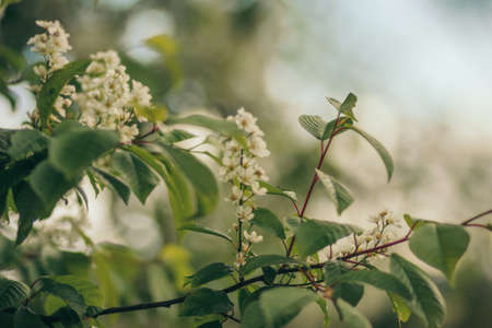 A vase of flowers on a tree branchの写真素材