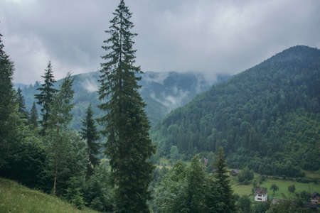 A tree with a mountain in the backgroundの写真素材