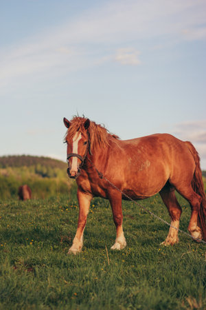 A brown horse standing on top of a grass covered fieldの写真素材