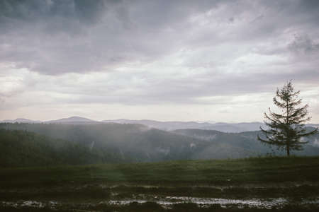 A large green field with trees in the backgroundの写真素材