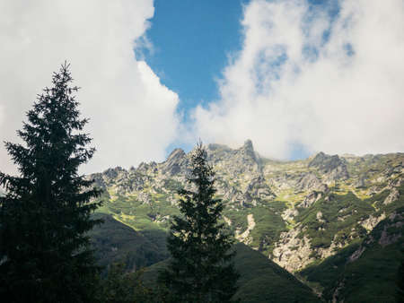 A tree with a mountain in the backgroundの写真素材