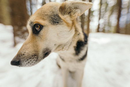 A close up of a dogの写真素材