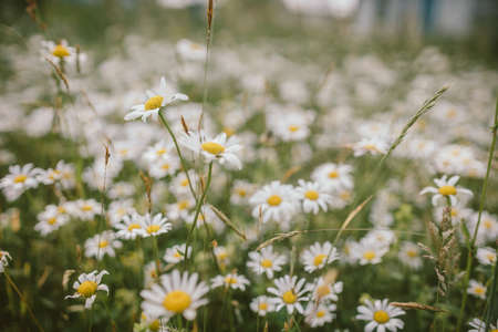 A close up of a flowerの写真素材