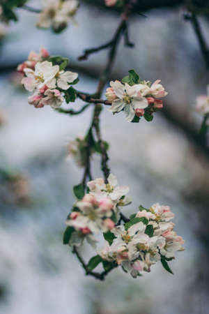 A close up of a flowerの写真素材